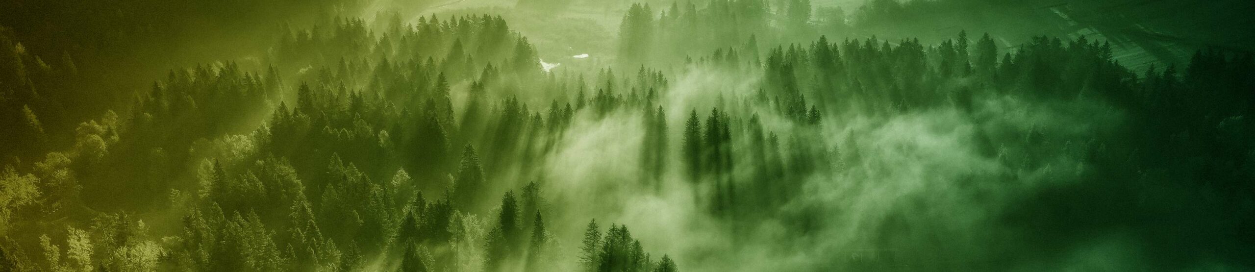 natura con alberi e nebbia
