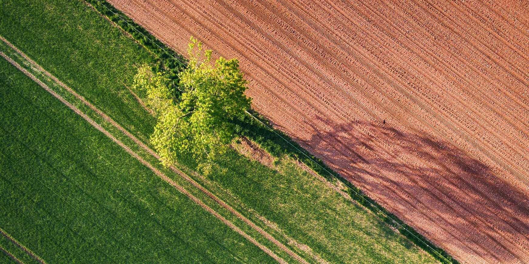 albero in mezzo alla natura