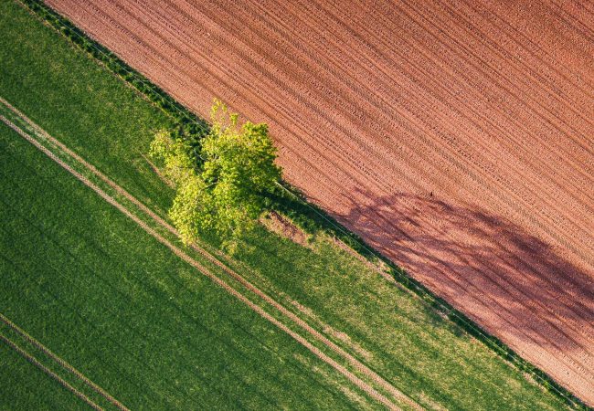albero in mezzo alla natura